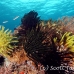 crinoid_ni_h_0705_png1658.jpg
